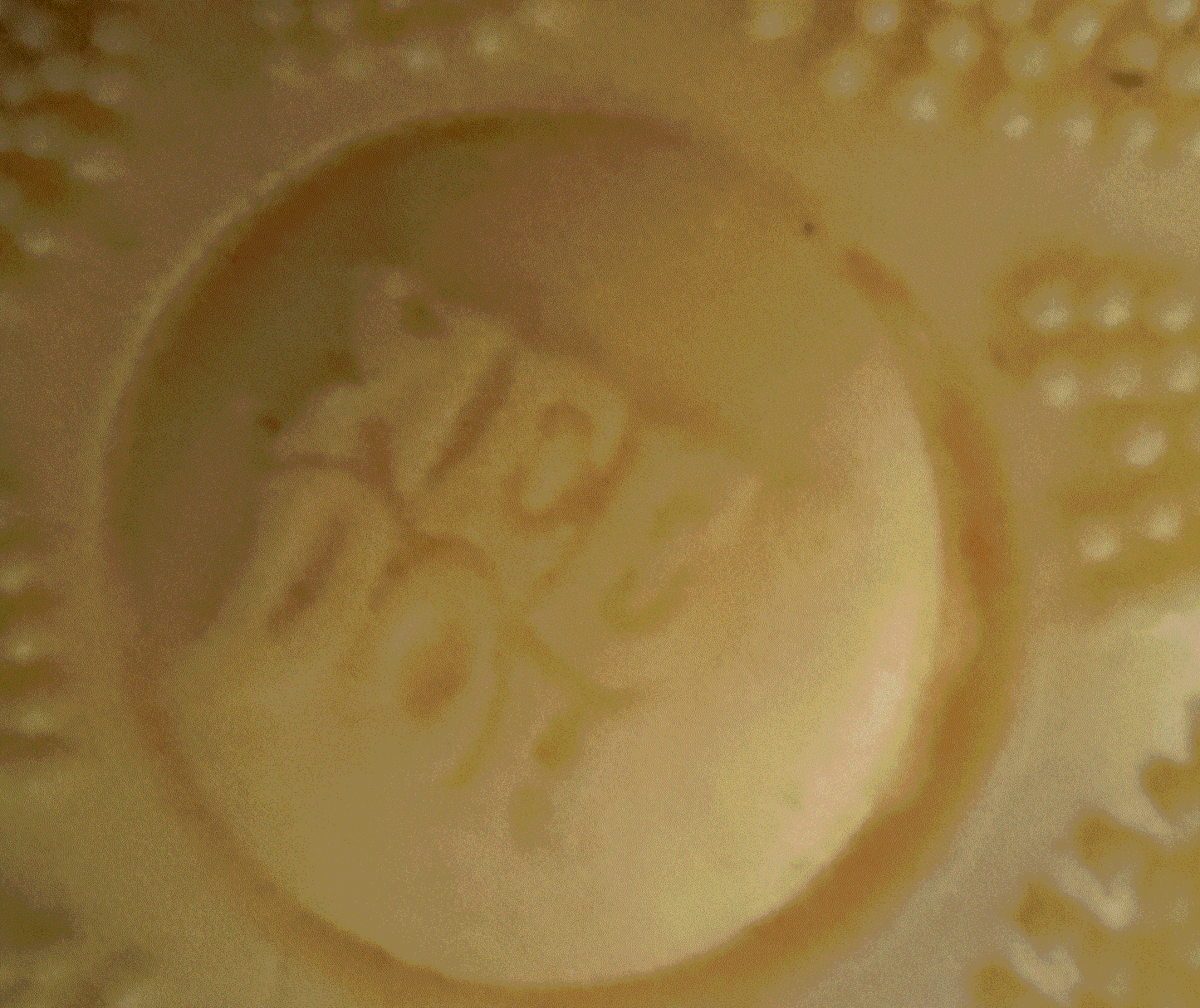 Fuzz Ball Wonder Waves